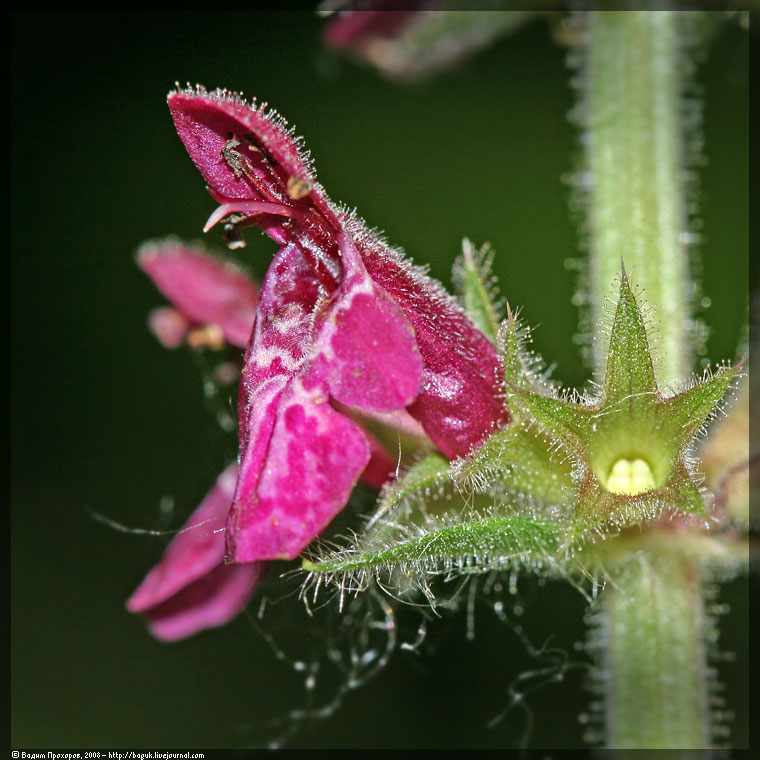 Image of Stachys sylvatica specimen.