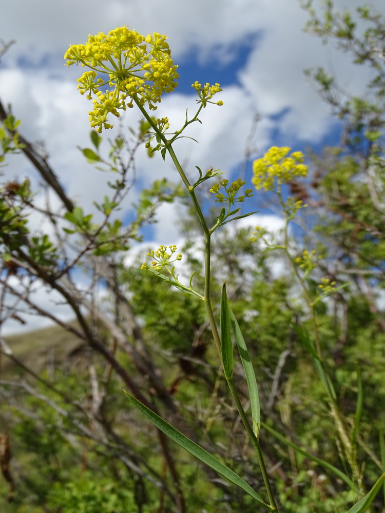 Image of Bupleurum scorzonerifolium specimen.