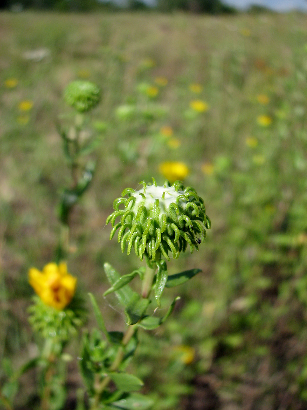 Изображение особи Grindelia squarrosa.