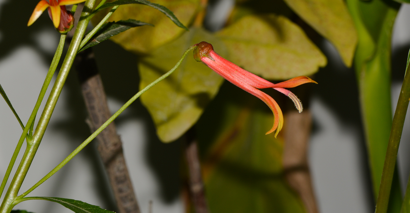 Image of Lobelia laxiflora specimen.