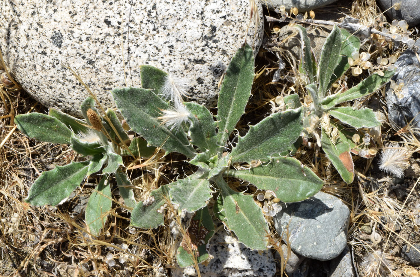 Image of Echinops knorringianus specimen.