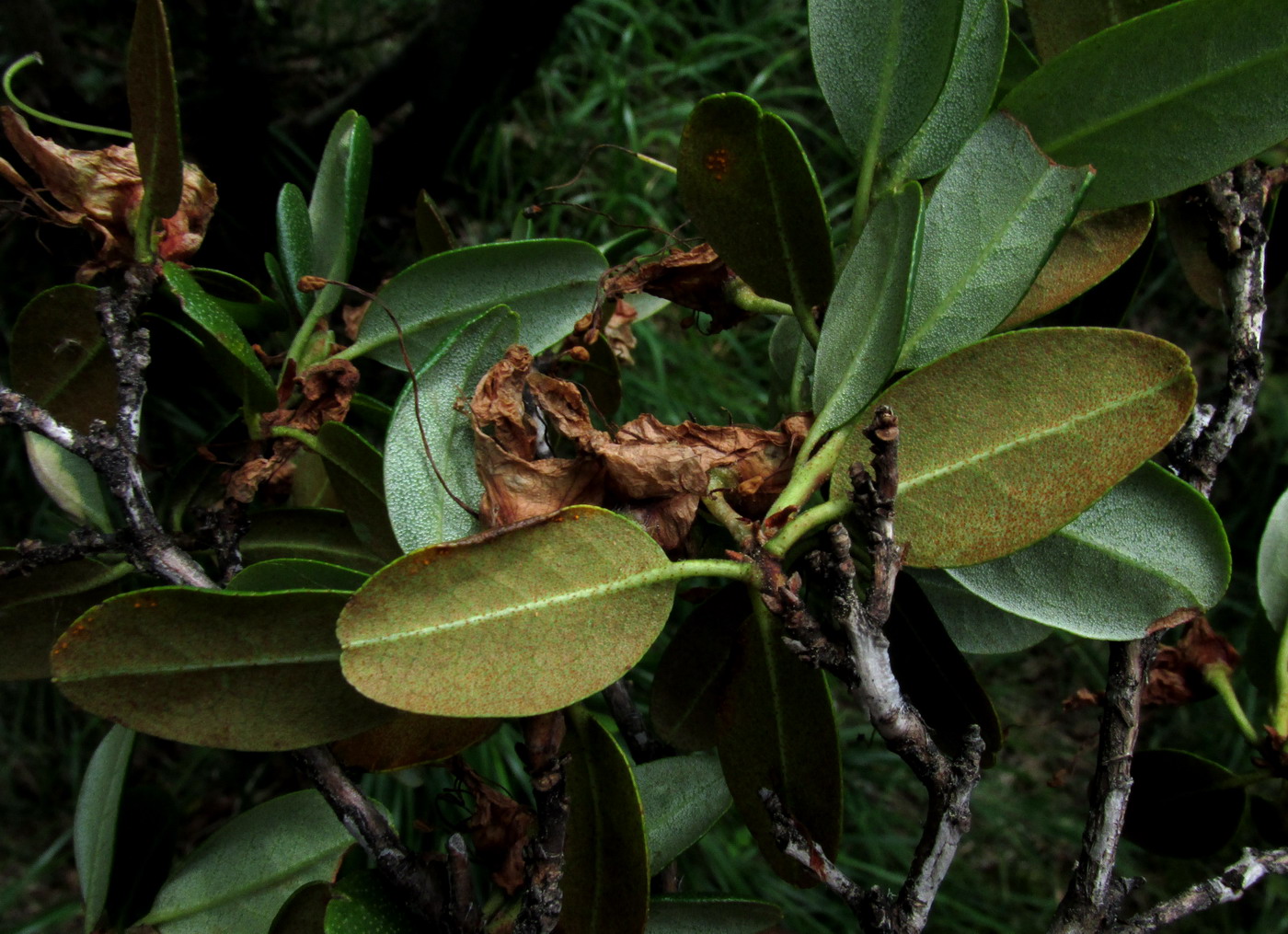 Изображение особи Rhododendron sajanense.