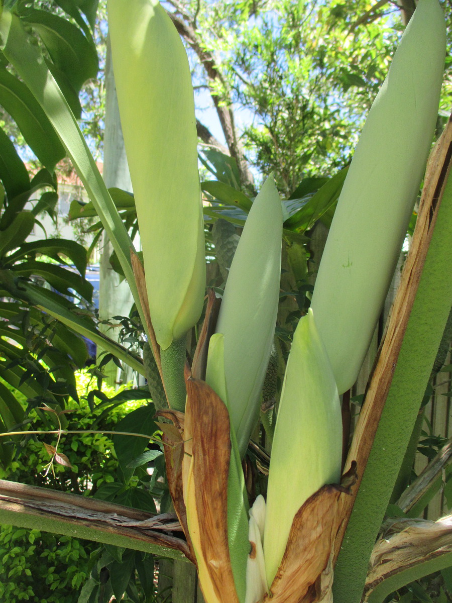 Image of Monstera deliciosa specimen.