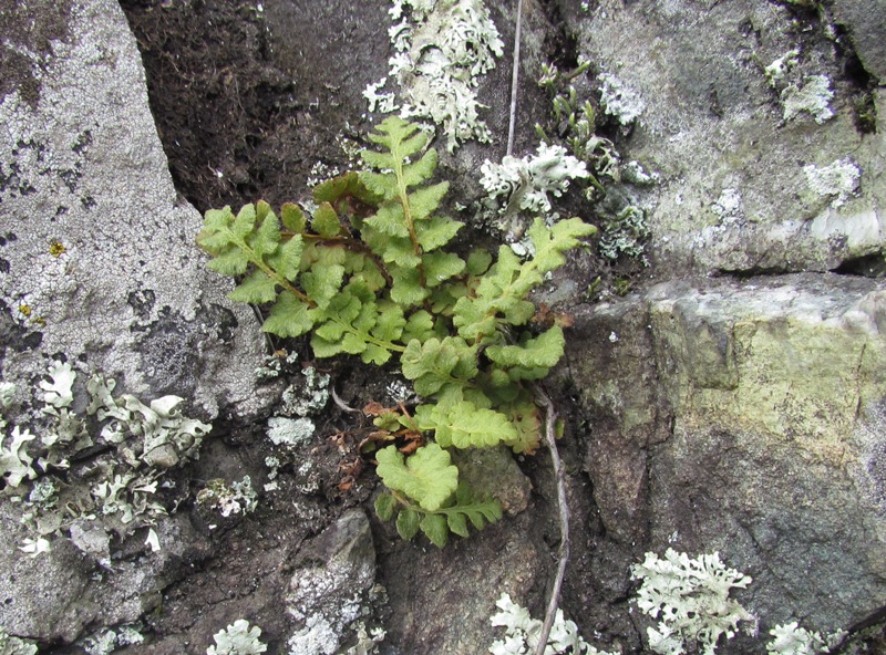 Изображение особи Woodsia calcarea.