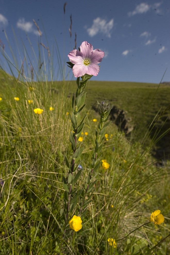 Image of Linum hypericifolium specimen.