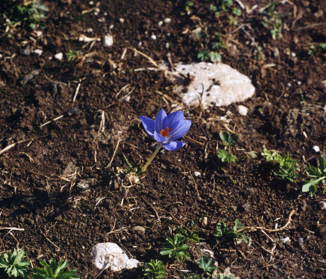 Image of Crocus speciosus specimen.