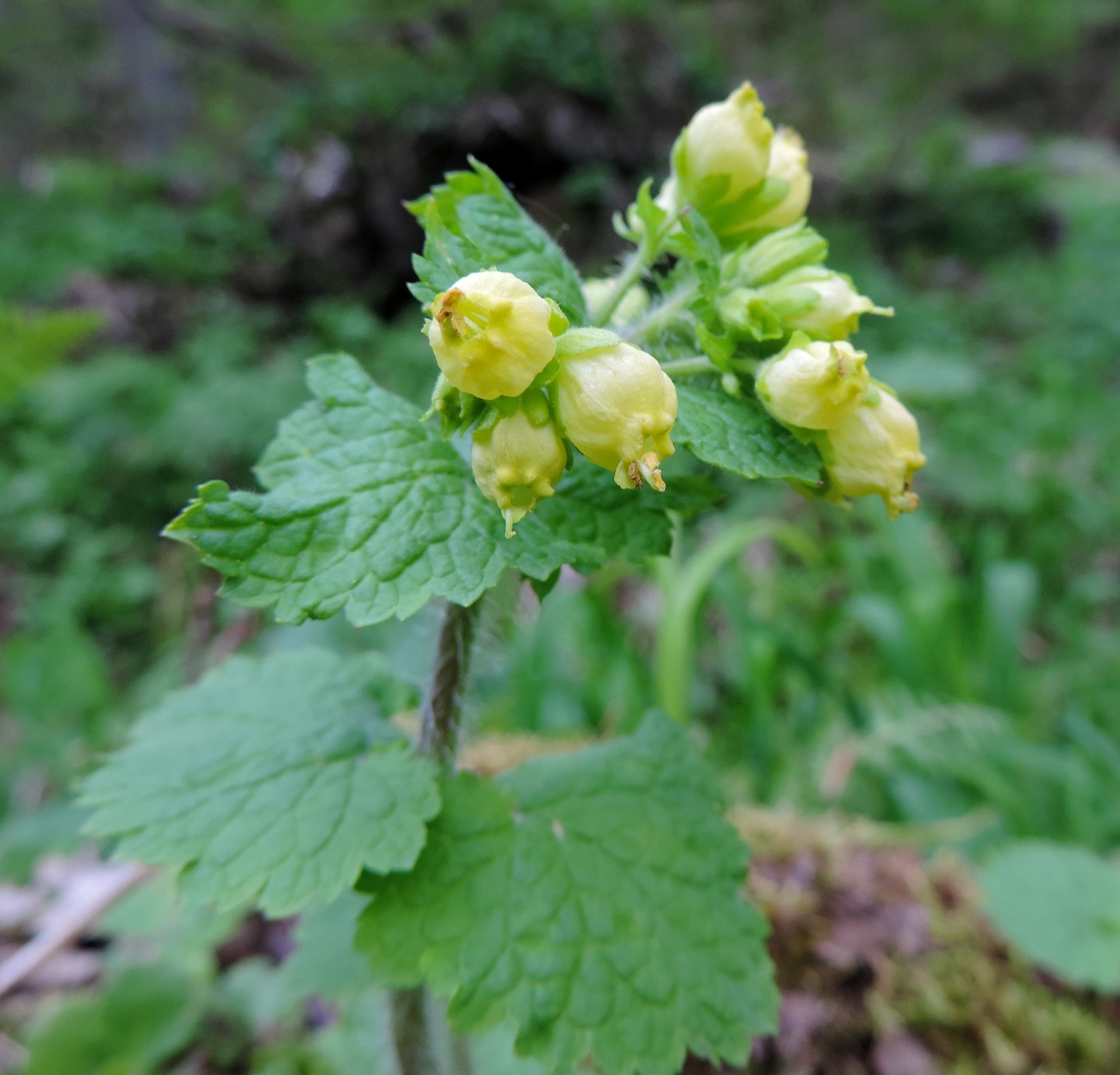 Изображение особи Scrophularia chrysantha.