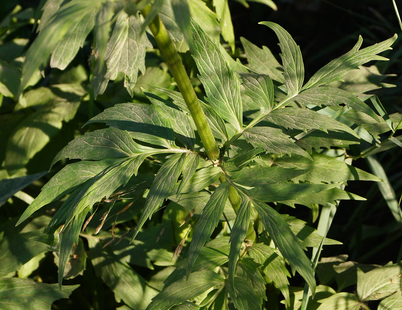 Image of Valeriana dubia specimen.