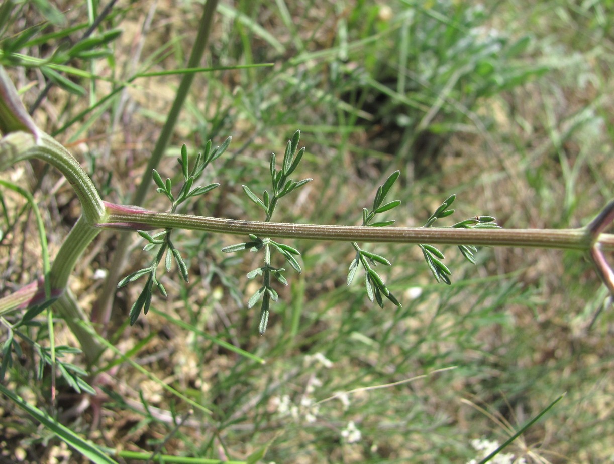 Image of genus Trinia specimen.