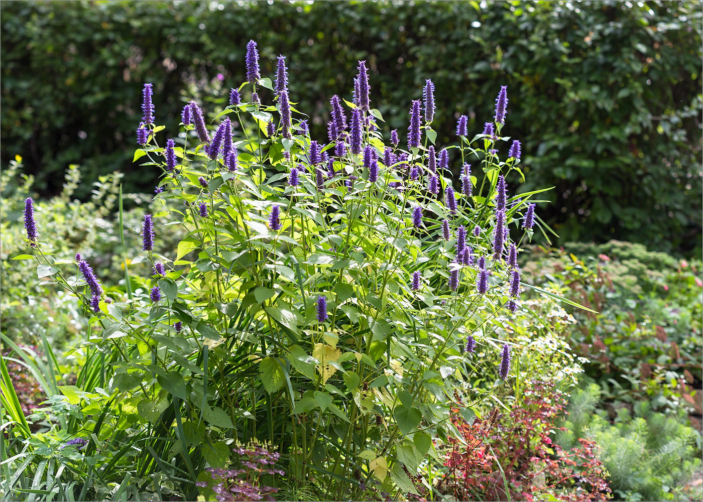 Изображение особи Agastache rugosa.