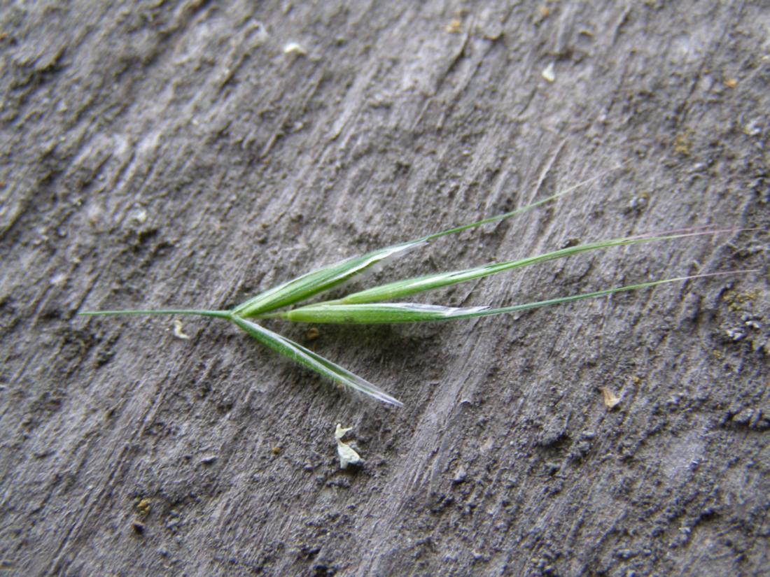 Image of Anisantha tectorum specimen.