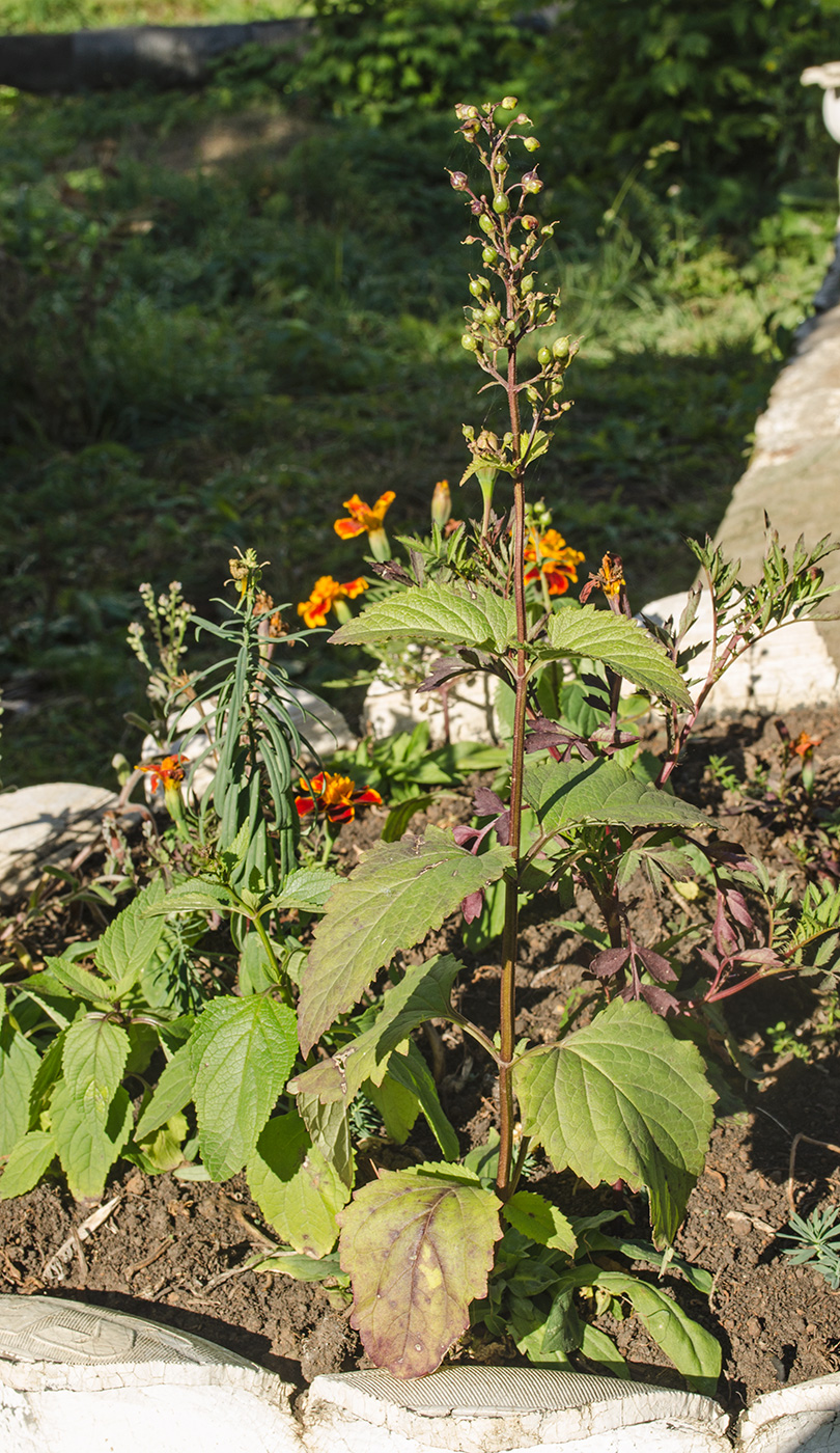 Изображение особи Scrophularia nodosa.