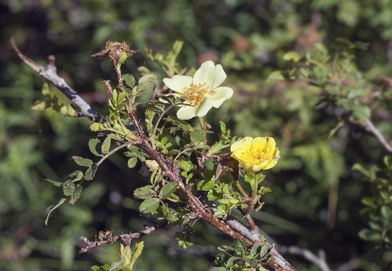 Image of Rosa kokanica specimen.