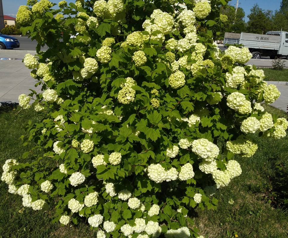 Изображение особи Viburnum opulus f. roseum.