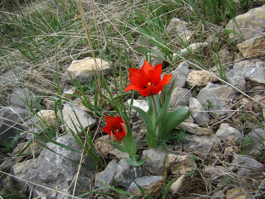 Изображение особи Tulipa affinis.