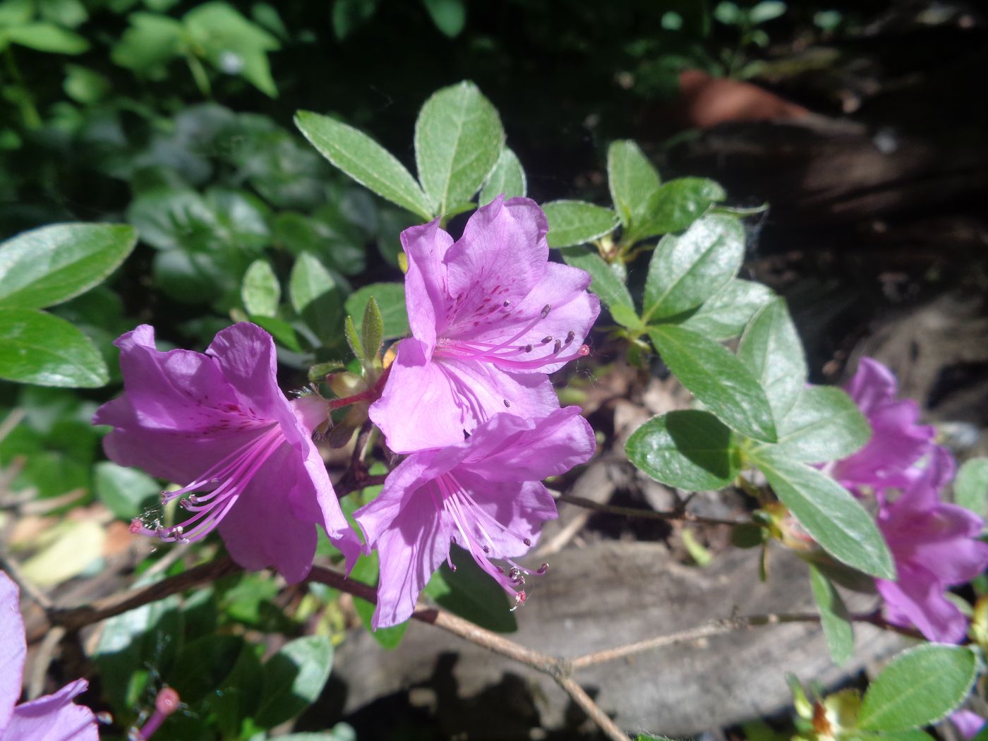 Image of genus Rhododendron specimen.