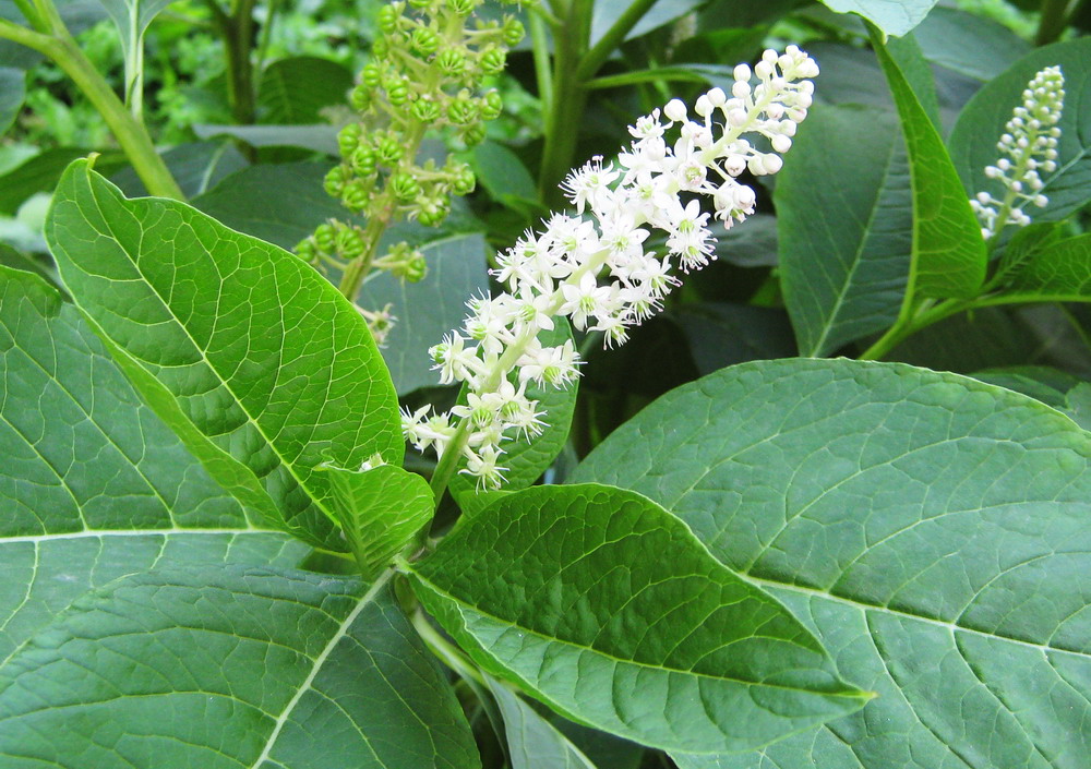 Изображение особи Phytolacca acinosa.