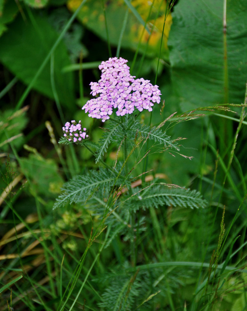 Image of Achillea millefolium specimen.