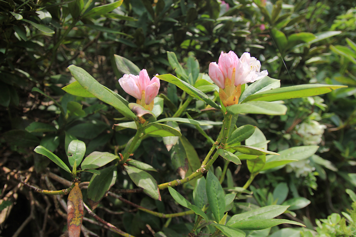 Image of Rhododendron caucasicum specimen.