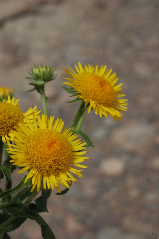 Image of Inula britannica specimen.