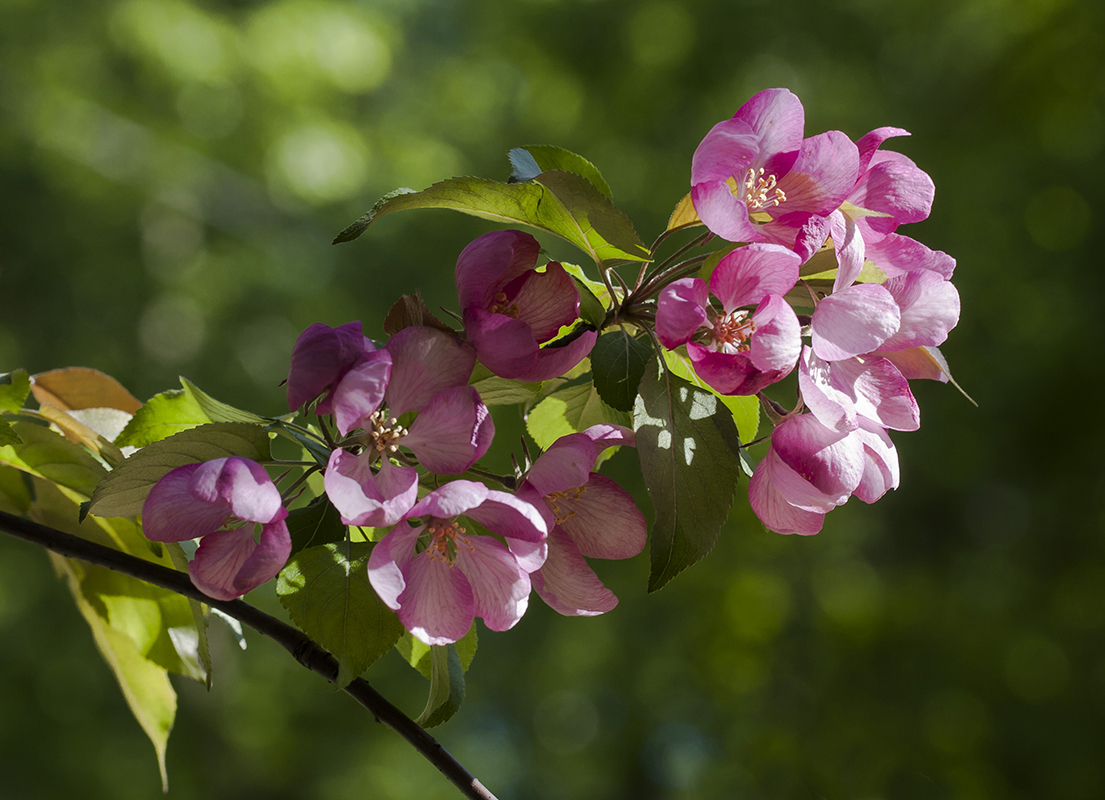 Image of genus Malus specimen.