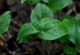 Maianthemum bifolium. Верхушка растения с бутонами. Московская обл., окр. г. Железнодорожный, смешанный лес. 07.05.2020.