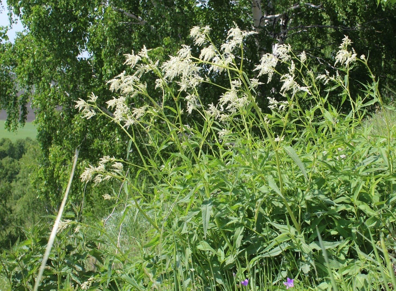 Изображение особи Aconogonon alpinum.