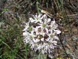 Allium tulipifolium