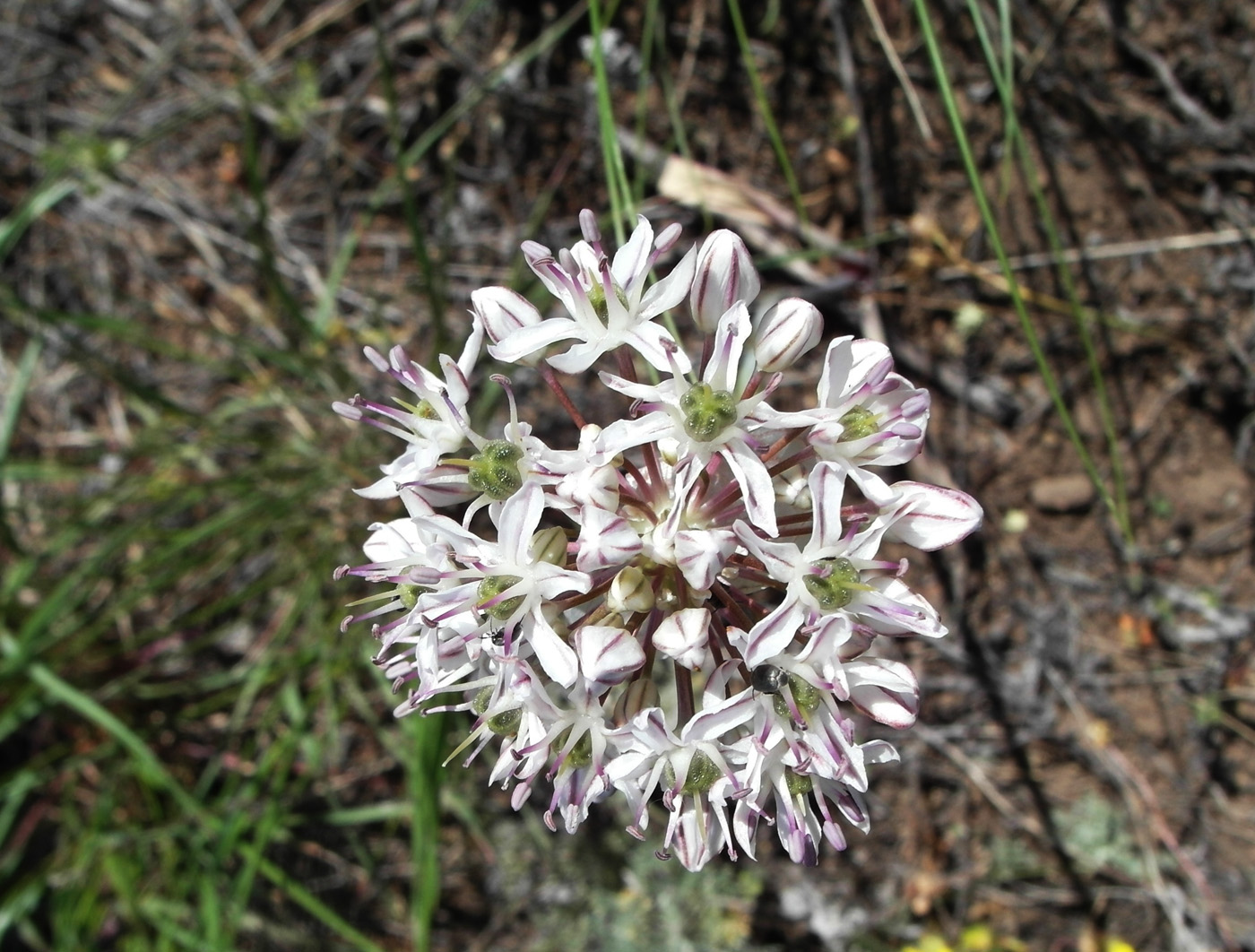 Image of Allium tulipifolium specimen.