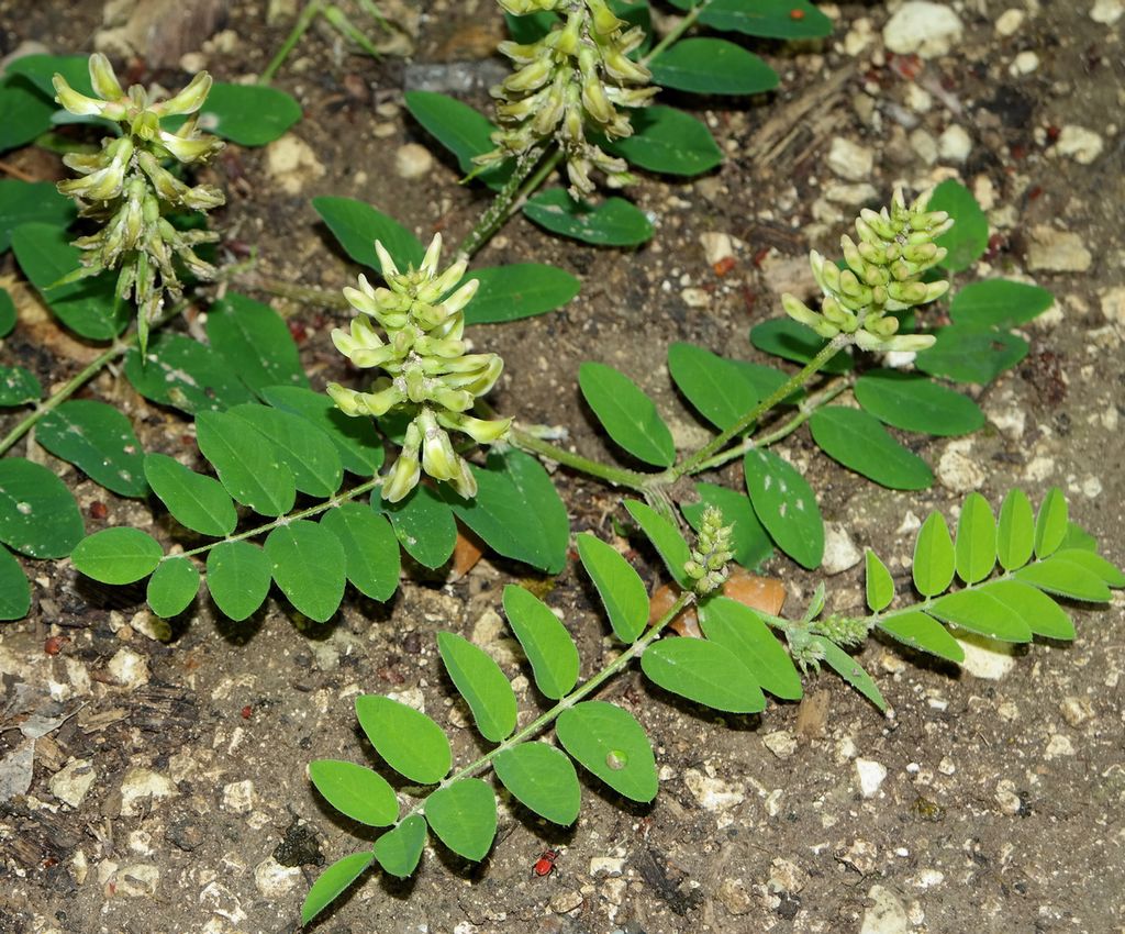 Image of Astragalus glycyphyllos specimen.