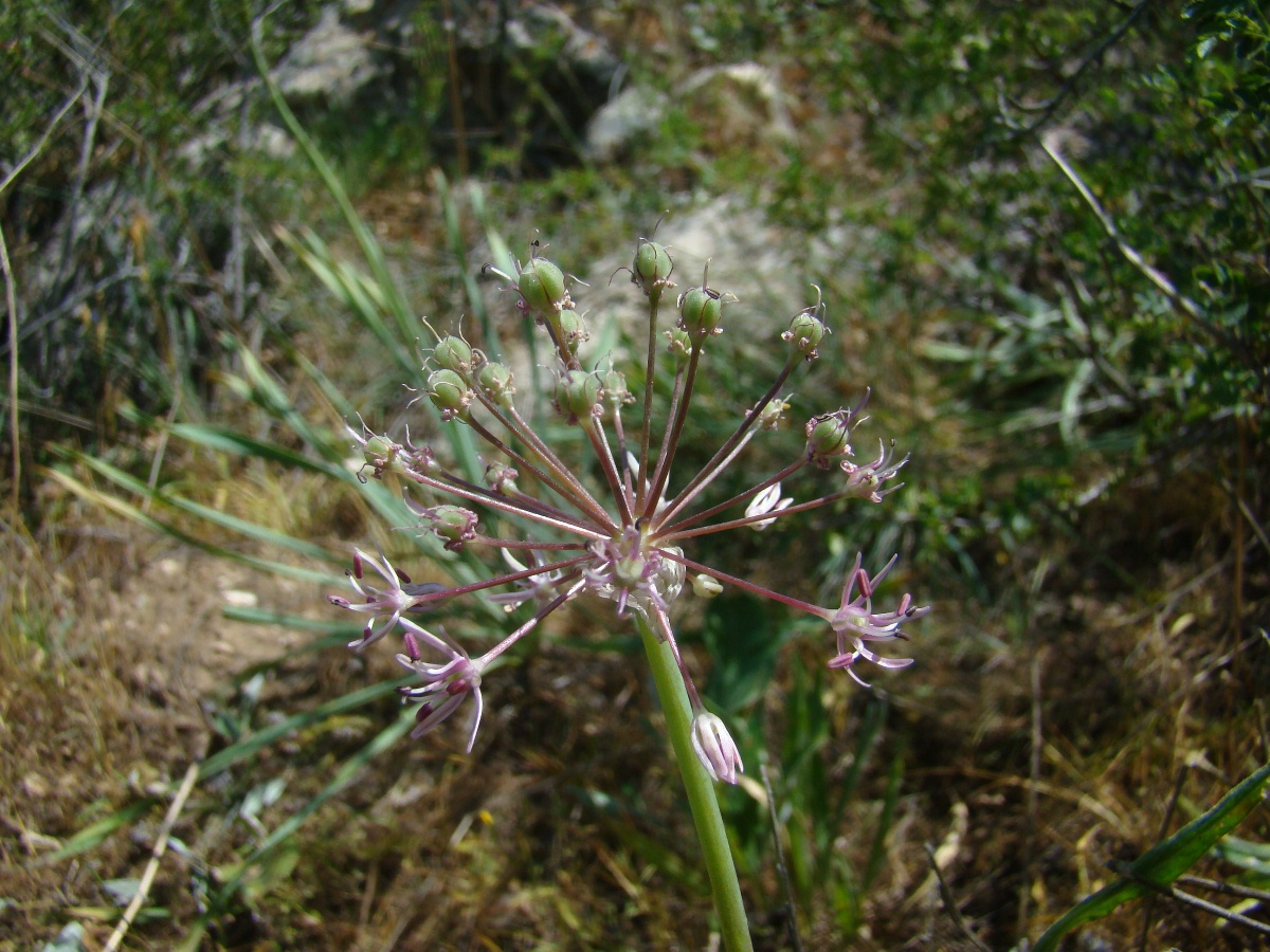 Image of Allium mogoltavicum specimen.