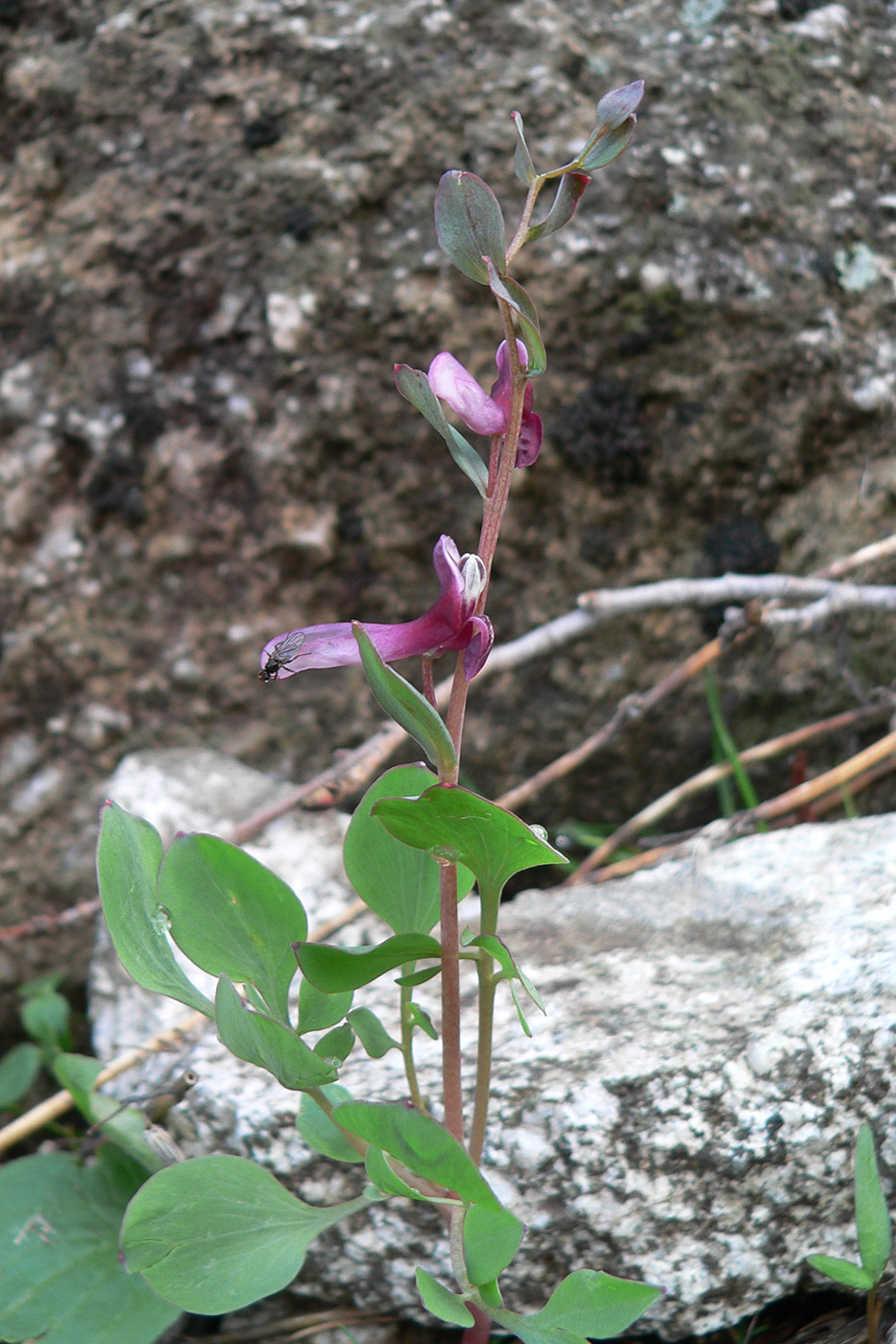 Image of Corydalis ledebouriana specimen.