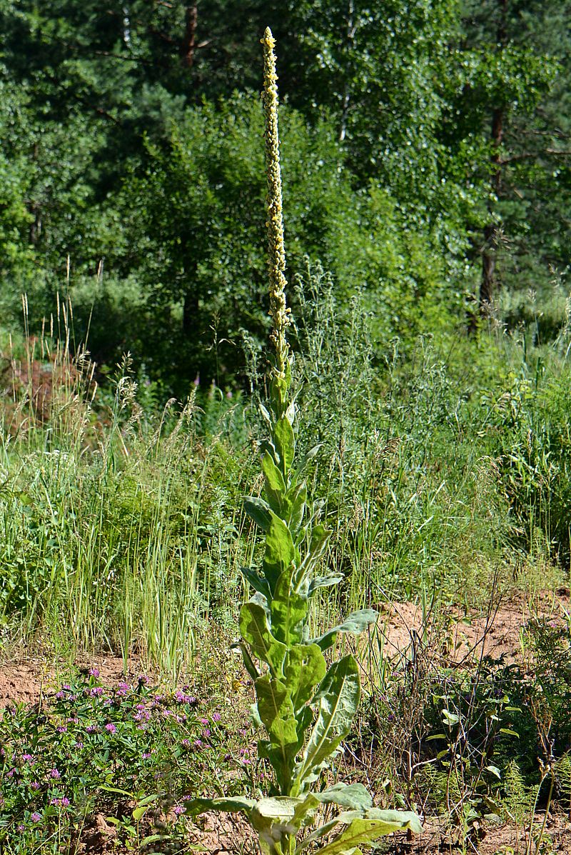 Image of Verbascum thapsus specimen.