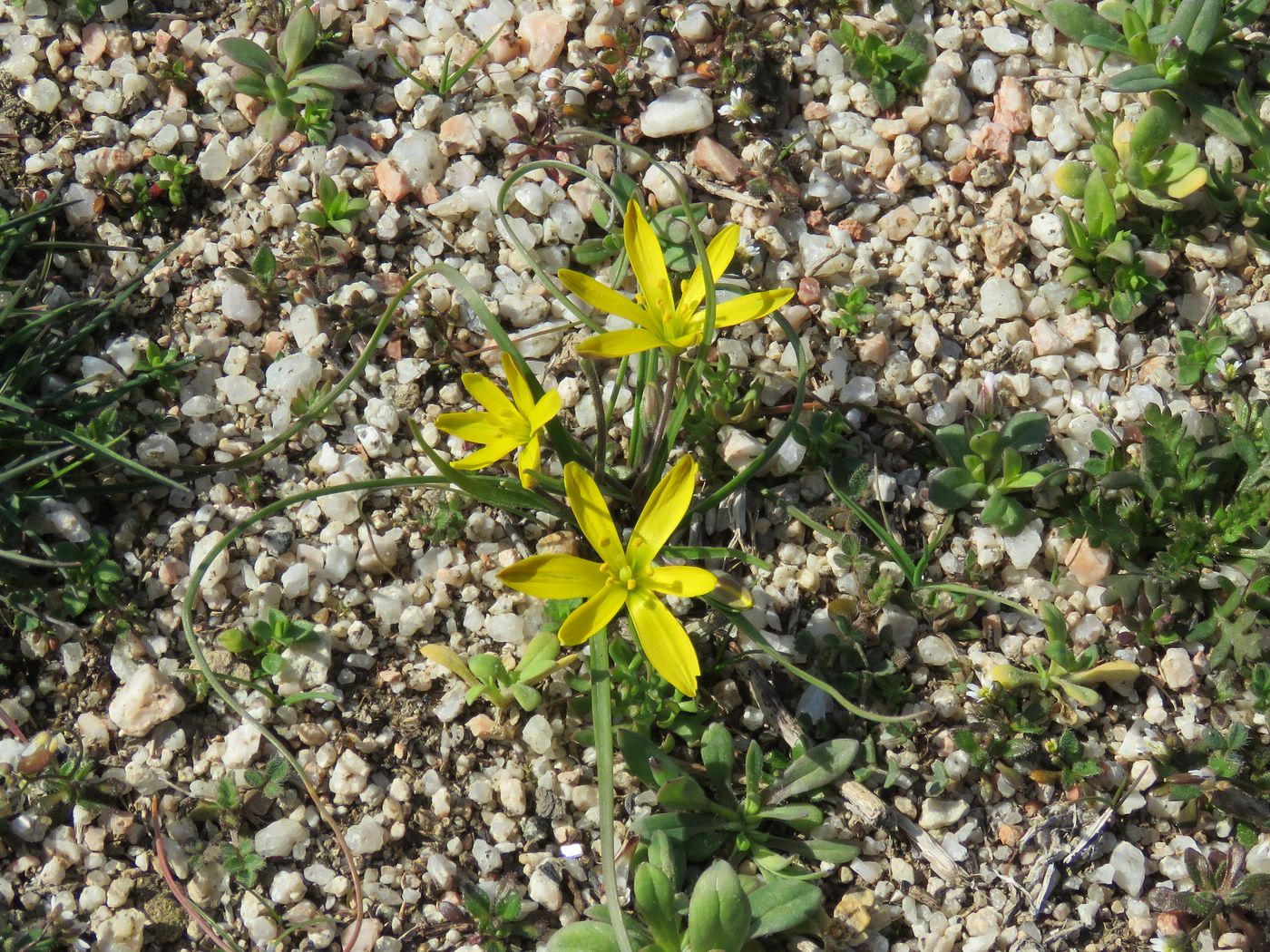 Image of Gagea olgae specimen.