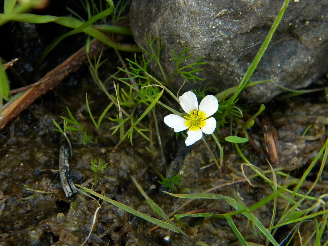 Изображение особи Ranunculus kauffmannii.