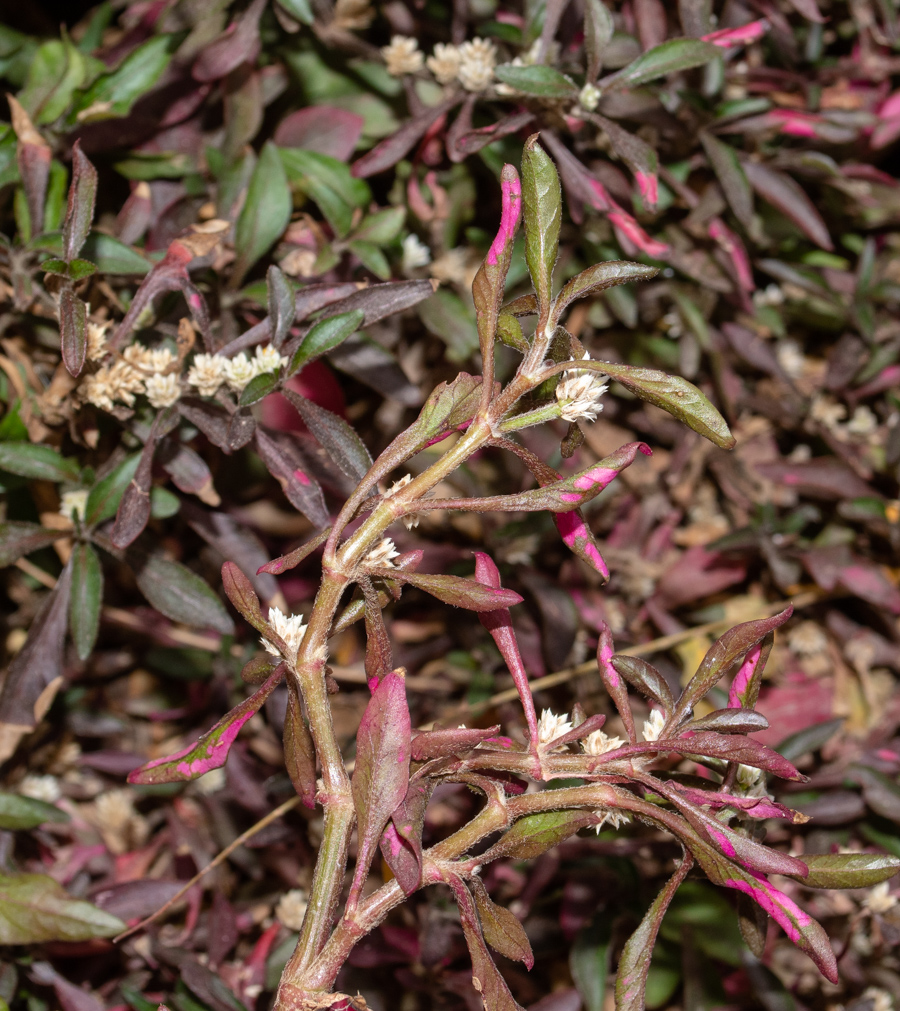 Image of Alternanthera ficoidea specimen.