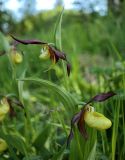 Cypripedium calceolus. Соцветие с аномальным цветком (непропорционально маленькая губа). Ленинградская обл., Гатчинский р-н, окр. пос. Пудость, разреженный травяной ельник. 06.06.2021.