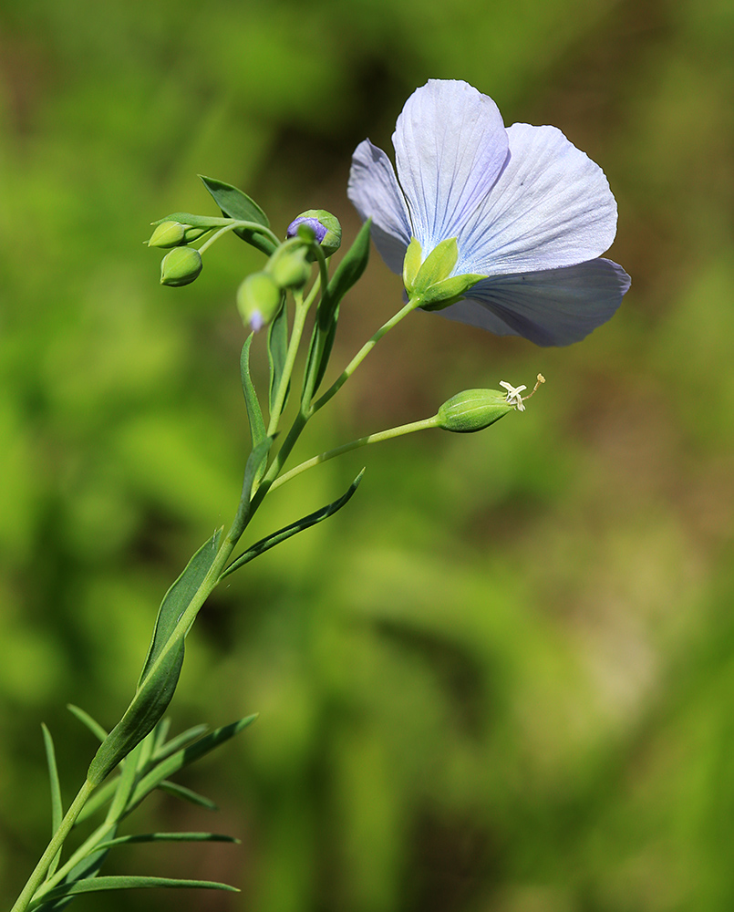 Изображение особи Linum amurense.