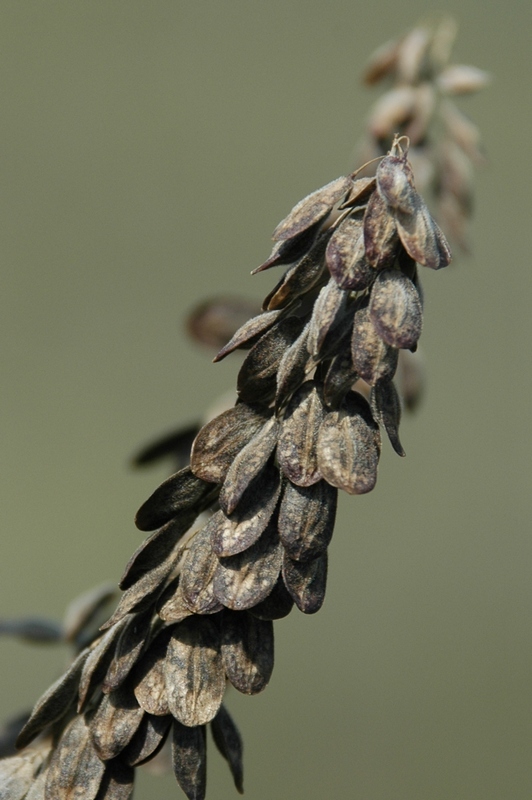 Image of Isatis costata specimen.