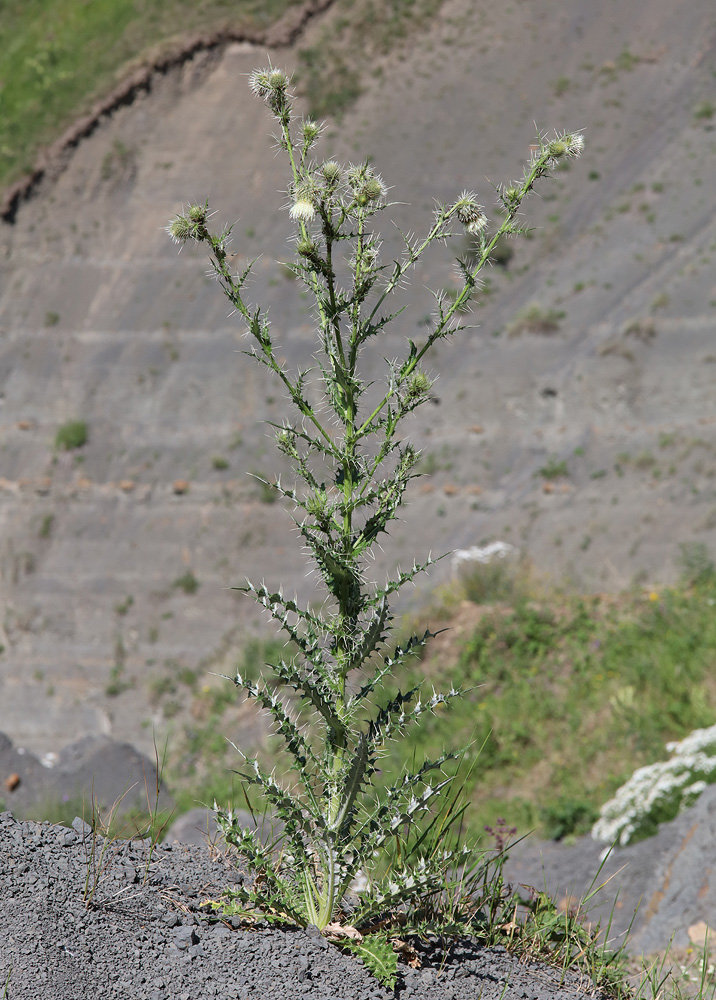 Image of Cirsium echinus specimen.