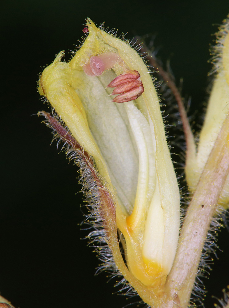 Изображение особи Orobanche crenata.