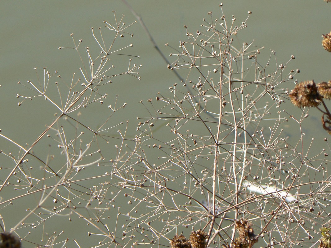 Image of Alisma orientale specimen.