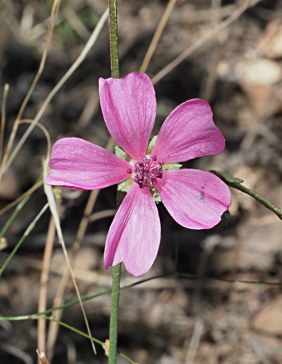 Image of Althaea cannabina specimen.