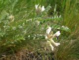 Astragalus sareptanus