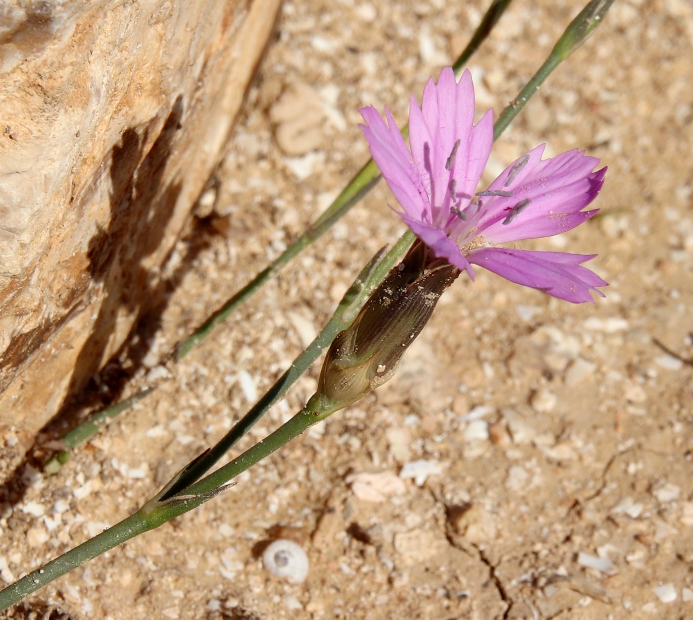 Image of Dianthus strictus specimen.