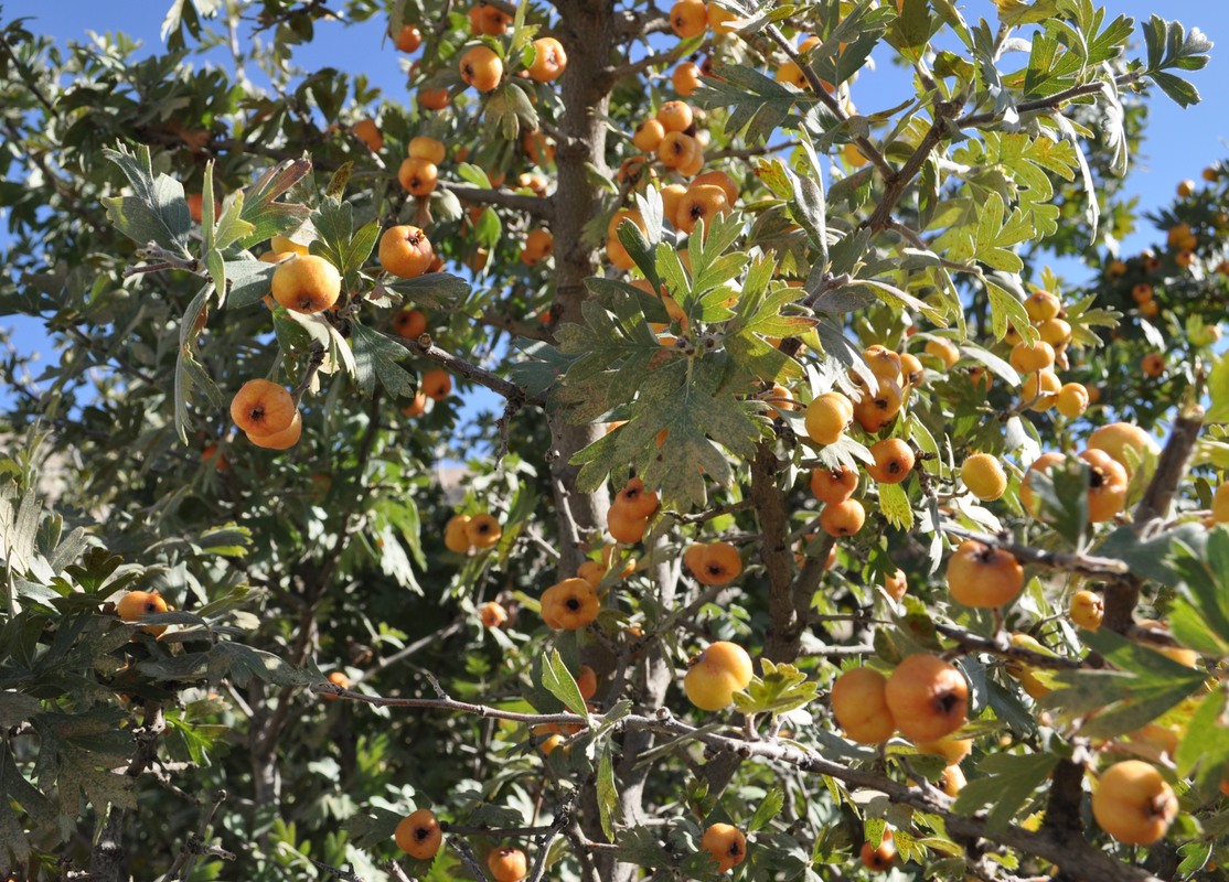 Image of Crataegus orientalis specimen.