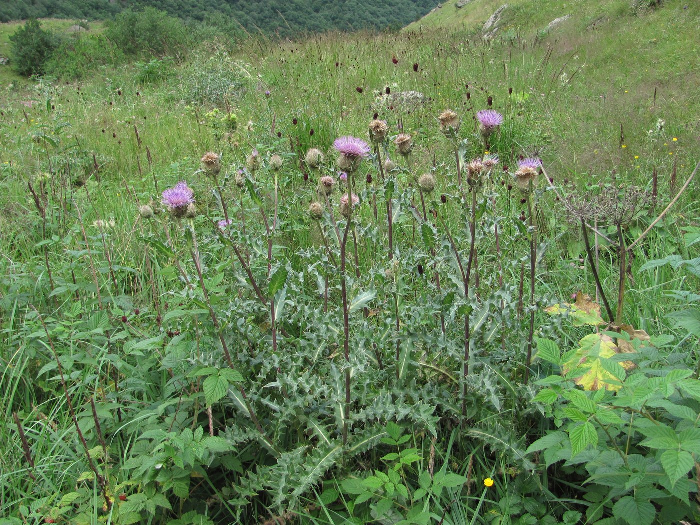 Image of Cirsium balkharicum specimen.