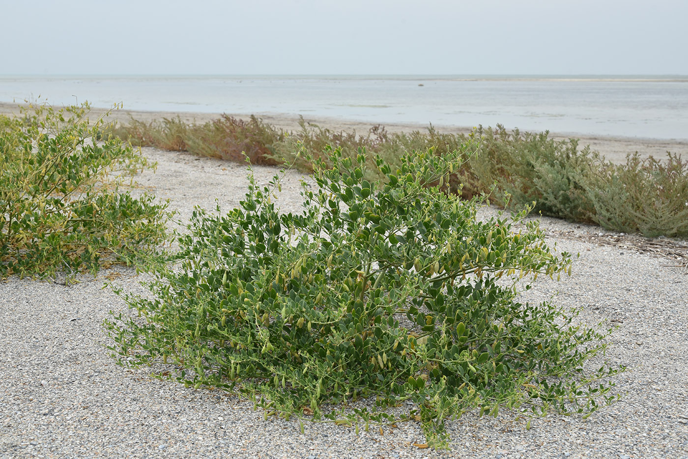 Image of Zygophyllum fabago specimen.