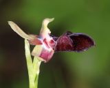 Ophrys mammosa. Цветок. Дагестан, Дербентский р-н, 3 км ЮЗ с. Геджух, луговая степь, среди кустарников. 6 мая 2022 г.
