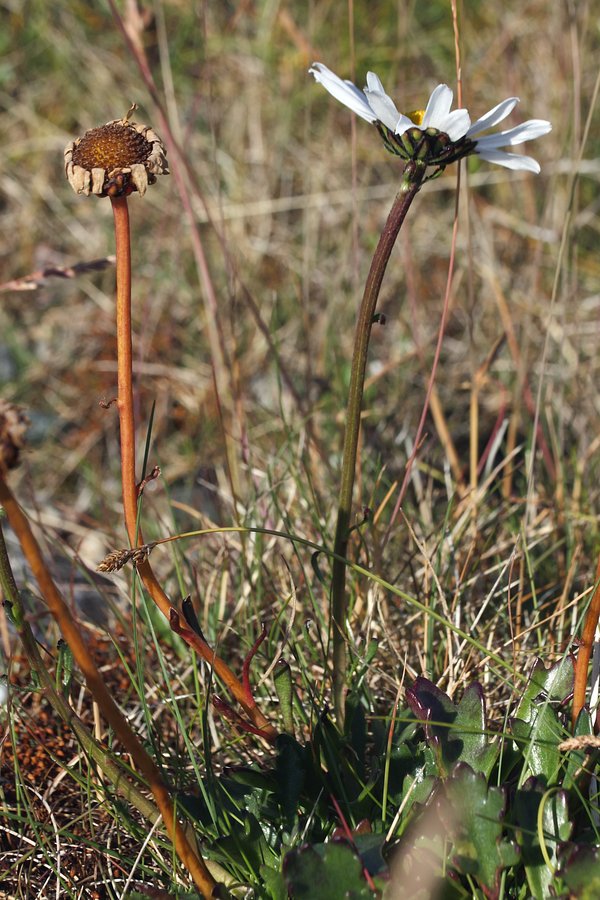 Image of Arctanthemum hultenii specimen.